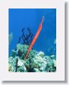 Dominica06 - 224 * Trumpet Fish at Dangleben's Pinnacles dive site. * Trumpet Fish at Dangleben's Pinnacles dive site.